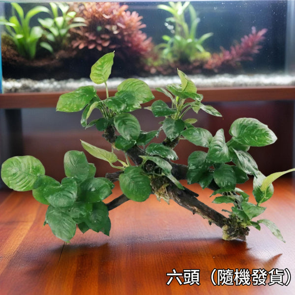 大水榕 六頭 陰性水草 無需CO2 Anubias barteri  with driftwood