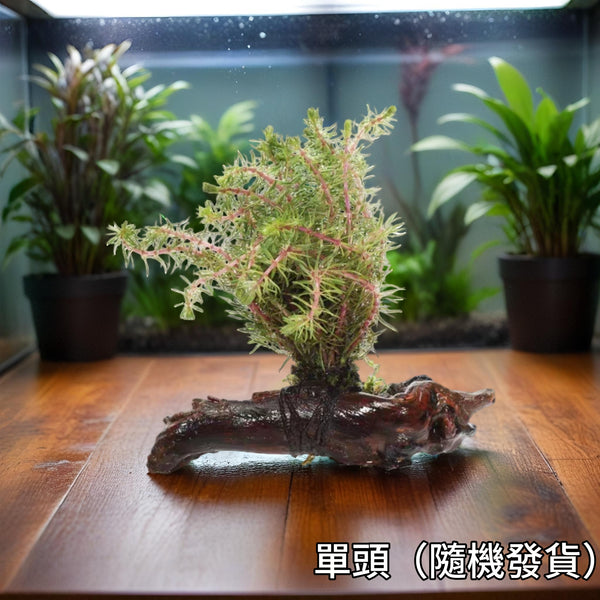 紅松尾沉木-One bunch（Dwarf Parrot's Feather on Driftwood （Myriophyllum papillosum））