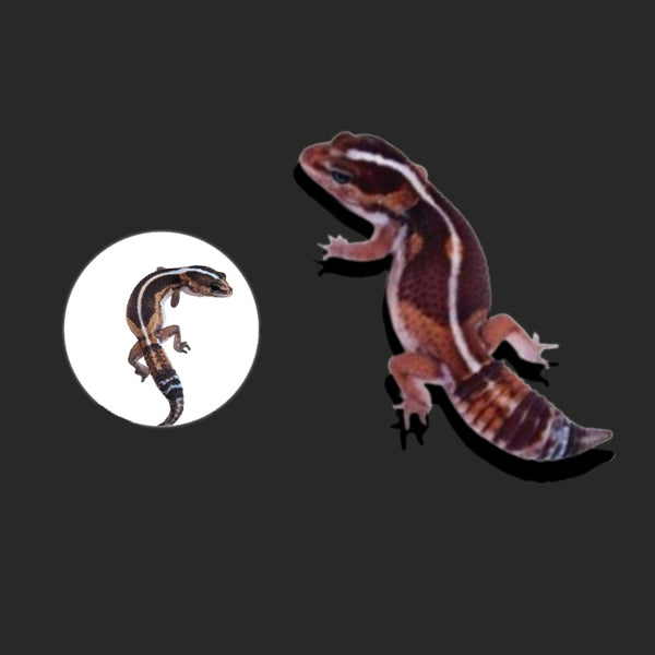 肥尾守宮 Zero African Fat-Tailed Geckos（ Hemitheconyx caudicinctus ）