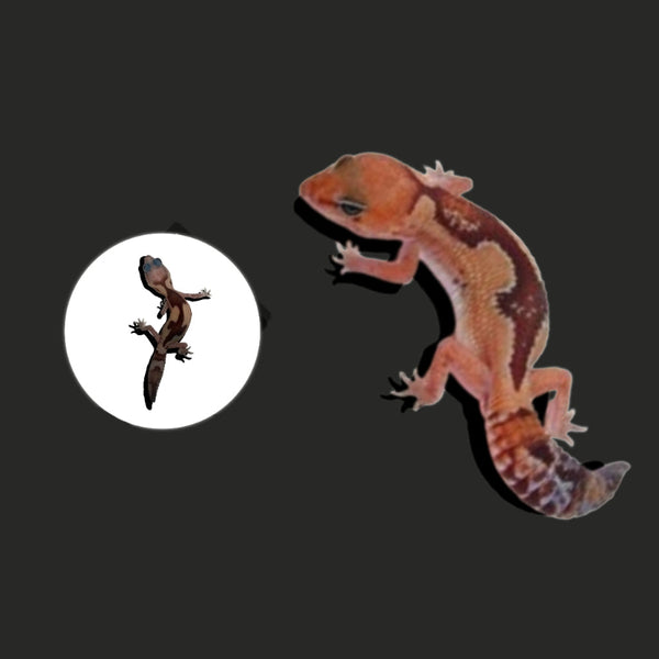 祖魯肥尾守宮 Zulu African Fat-Tailed Geckos（ Hemitheconyx caudicinctus ）
