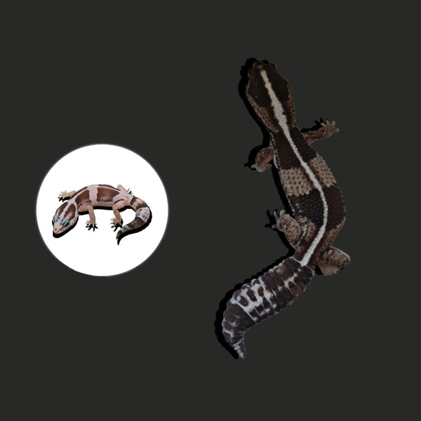 奧利奧肥尾守宮 Oreo African Fat-Tailed Geckos（ Hemitheconyx caudicinctus ）