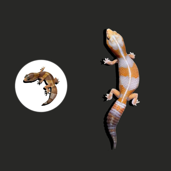 橘白肥尾守宮 Amelanistic African Fat-Tailed Geckos（ Hemitheconyx caudicinctus ）
