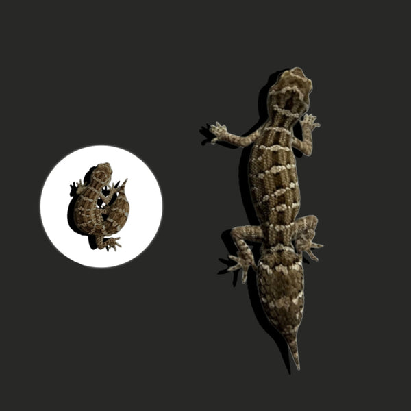 蝰蛇守宮（Teratolepis fasciata）