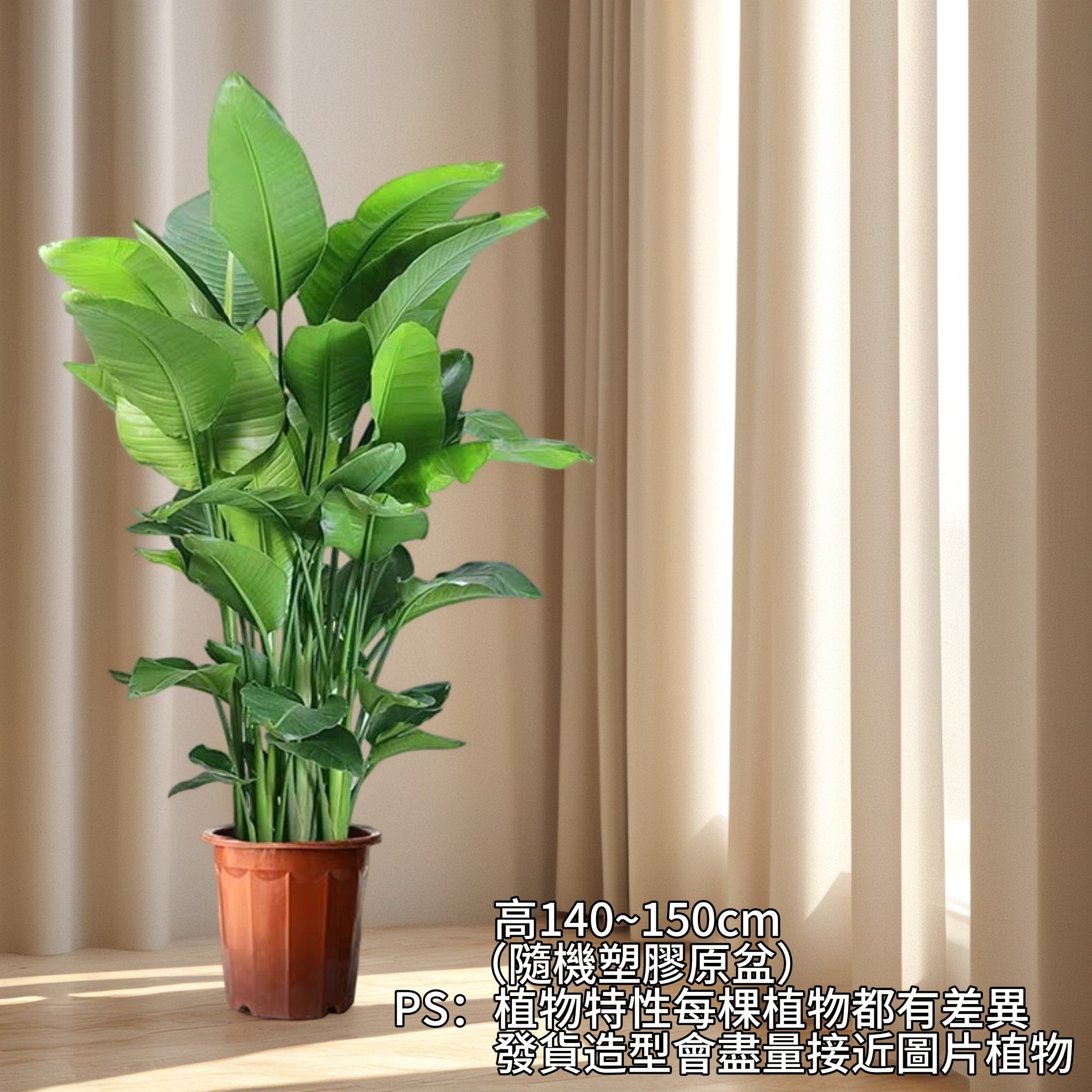 寄木盆　大小　人物鳳凰　M722 天堂鳥-室內大型盆栽（Strelitzia reginae） - 森流GreenFlow - 動植物