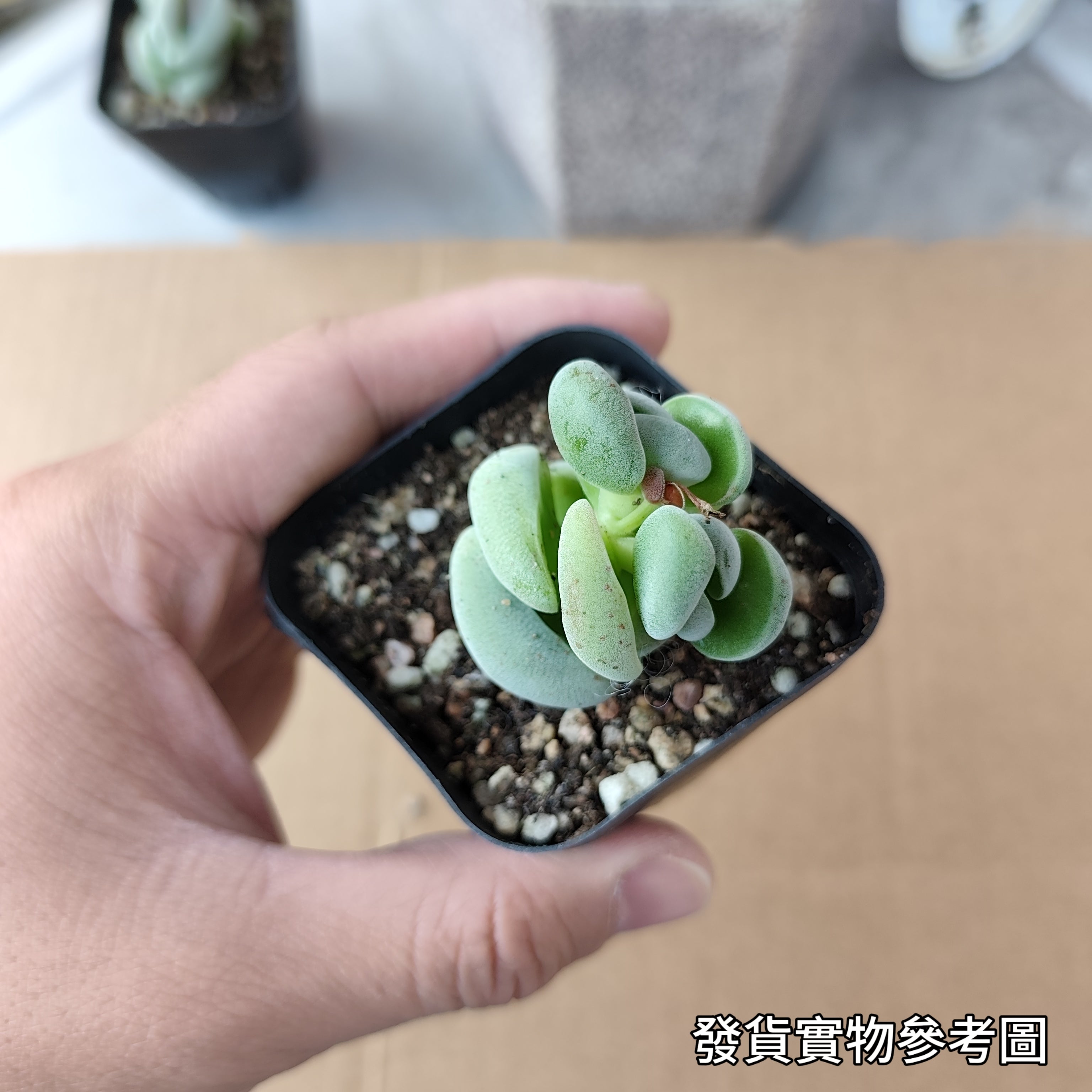 托尼Crassula alstonii - 森流GreenFlow - 動植物造景專門店