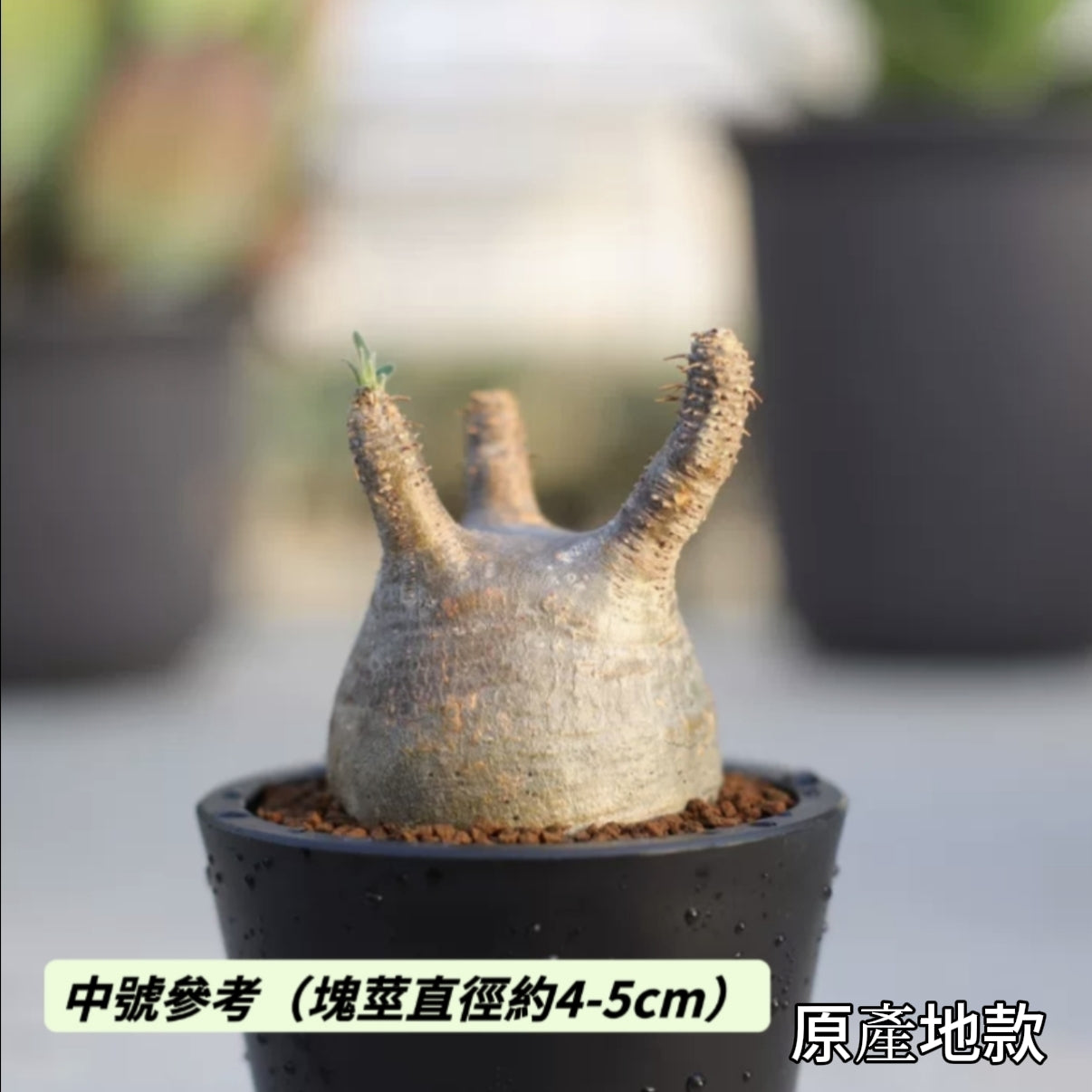 Pachypodium rosulatum var. gracilius - GreenFlow - Specialist