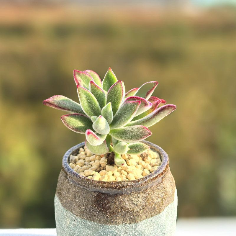 多肉植物｜植物盆栽及園藝用品專門店｜森流GreenFlow – 森流GreenFlow