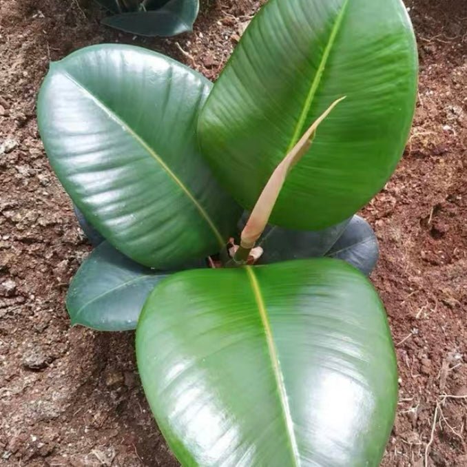 印度榕 Rubber tree (Ficus elastica) - 森流 GreenFlow - 動植物造景專門店