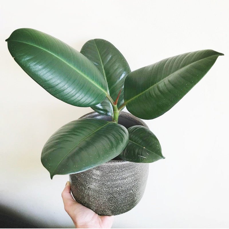 印度榕 Rubber tree (Ficus elastica) - 森流 GreenFlow - 動植物造景專門店