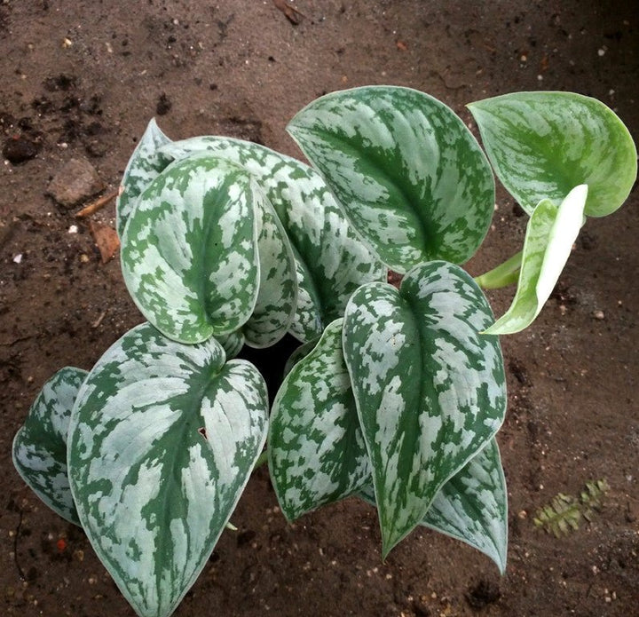 satin pothos 中文 大銀葉葛Silver Satin Pothos ( Scindapsus pictus ' exotica ' ) - 森流GreenFlow