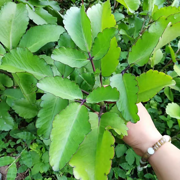 落地生根/打不死 Bryophyllum pinnatum（Kalanchoe pinnata）