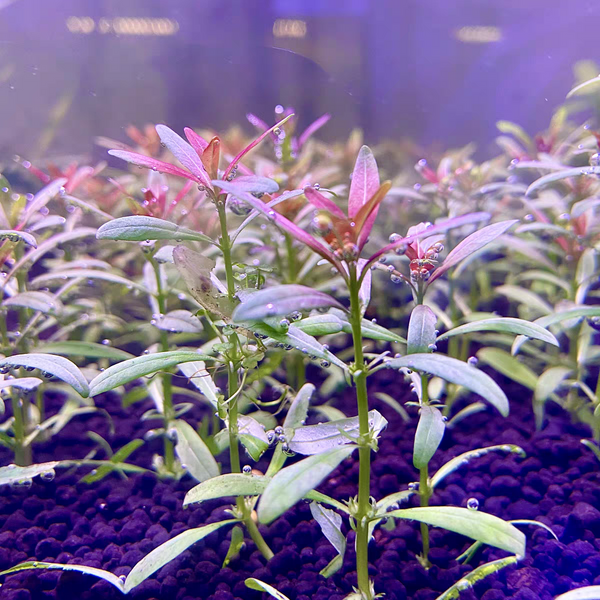 夕燒 ( Rotala Sp. Sunset )