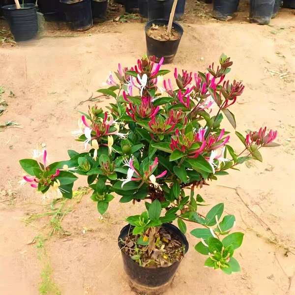 金銀花 Japanese Honeysuckle (  Lonicera japonica )