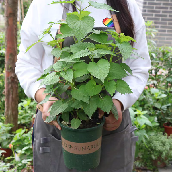 藿香蘇 Ageratum conyzoides （Tropical Whiteweed）