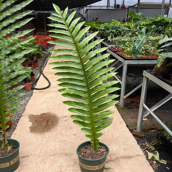 王冠蕨/崖薑蕨（Aglaomorpha coronas）