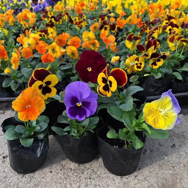 三色堇 花期晚冬初春 （Viola tricolor）