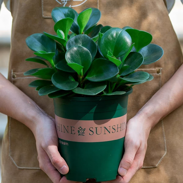 圓葉椒草 Peperomia obtusifolia（Baby Rubber Plant）