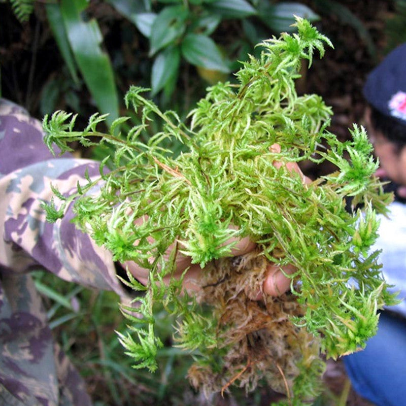 活水苔 泥炭蘚 Fresh Sphagnum Moss (Sphagnum palustre)