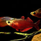 Red apple beauty Red rainbowfish (Glossolepis incisus)