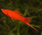 紅劍魚 Red Swordtail (Xiphophorus hellerii var.)