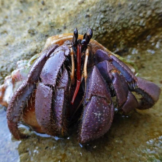 Komurasaki Land Hermit Crab (Coenobita violascens)