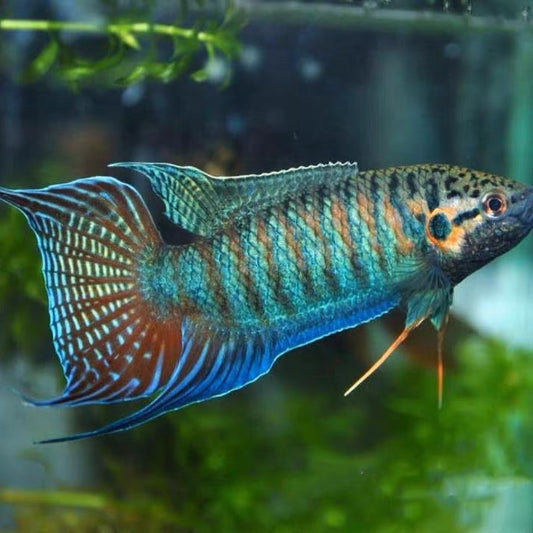 叉尾鬥魚 (Macropodus opercularis)