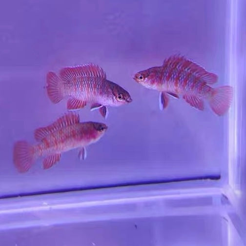 火焰變色龍 Chameleon Fish ( Badis sp )