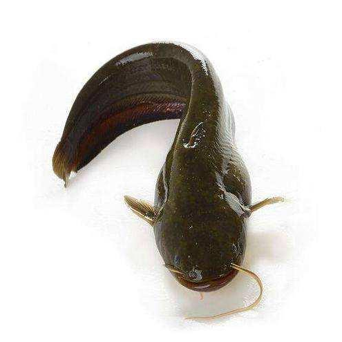 大口鯰 Baby Wels Catfish (Silurus meridionalis)