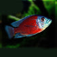 Red cichlid (Labidochromis caeruleus)