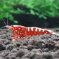 紅銀河魚骨蝦 Red bee shrimp ( Caridina serrata var. )×5隻