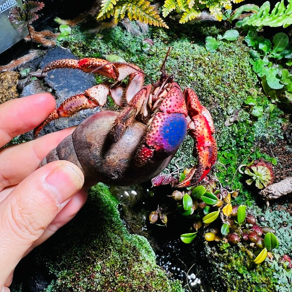 西伯利斯陸寄居蟹 Purple Pincer Land Hermit Crab ( Coenobita clypeatus )