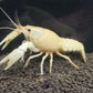 佛羅里達白螯 / 白美螯 （ Procambarus clarkii )
