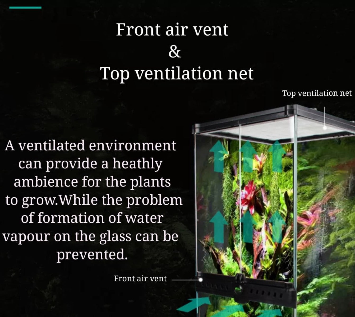 Rainforest Terrarium Kit