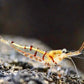 蘇拉威西奶油紅線蘇蝦 （Caridina spongicola ）×5隻