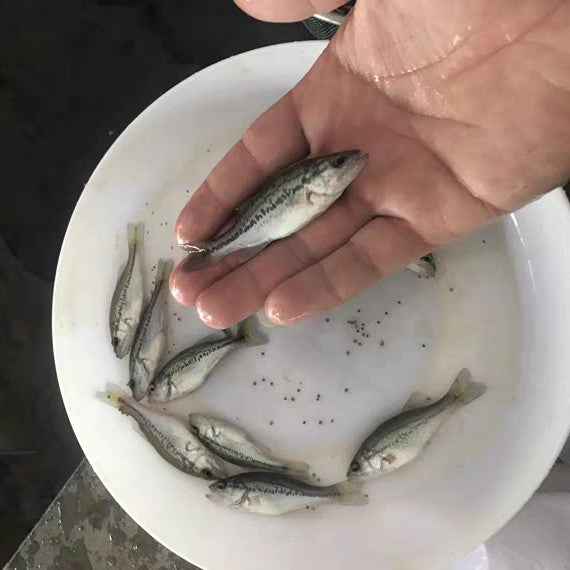 大口黑鱸魚 Largemouth Bass (Micropterus salmoides)