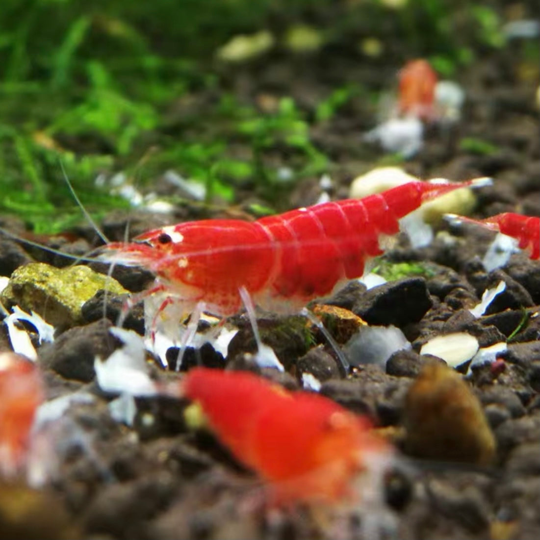 Santa red crystal shrimp (Caridina serrata var.) × 5 pieces