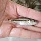 大口黑鱸魚 Largemouth Bass (Micropterus salmoides)