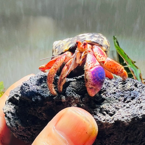 西伯利斯陸寄居蟹 Purple Pincer Land Hermit Crab ( Coenobita clypeatus )