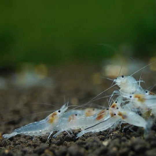 雪球蝦 Snowball shrimp（Neocaridina cf. zhangjiajiensis var. ） × 10隻