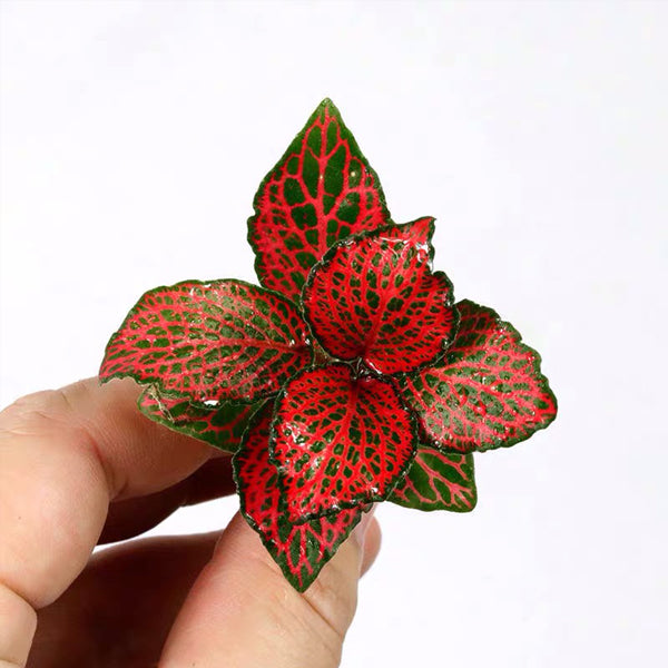 火焰網紋草 Mini Red Veined ( Fittonia Albivenis)