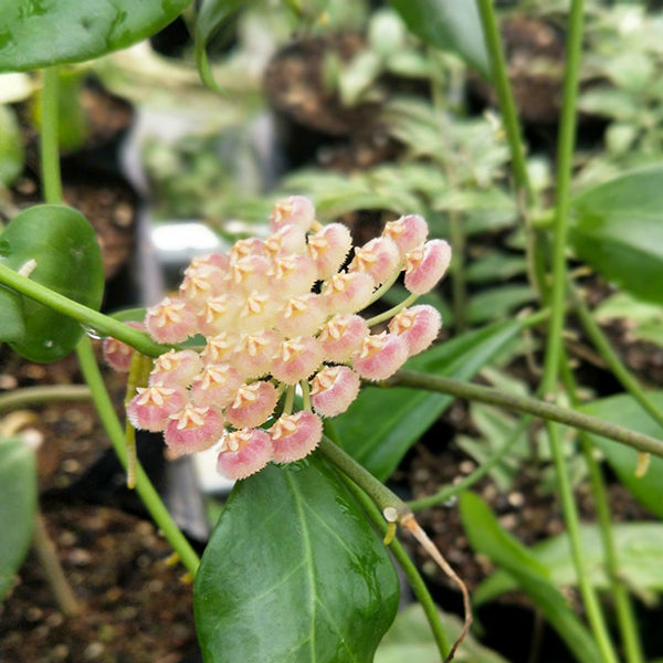 球蘭 Hoya rosarioae