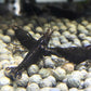 Black Chocolate Rice Shrimp (Neocaridina denticulata) × 5 pieces