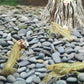 大理石紋螯蝦 / 美洲龍紋螯蝦 (Procambarus Virginalis)