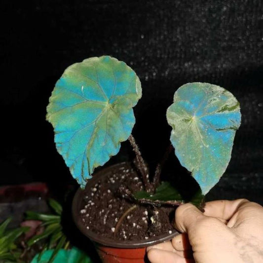 BegoniaBlue Reflection Begonia (Begonia sp)