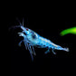藍絲絨蝦 （ Neocaridina denticulata var. ）×10隻