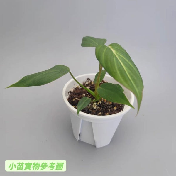 榮耀蔓綠絨 ( Philodendron gloriosum )