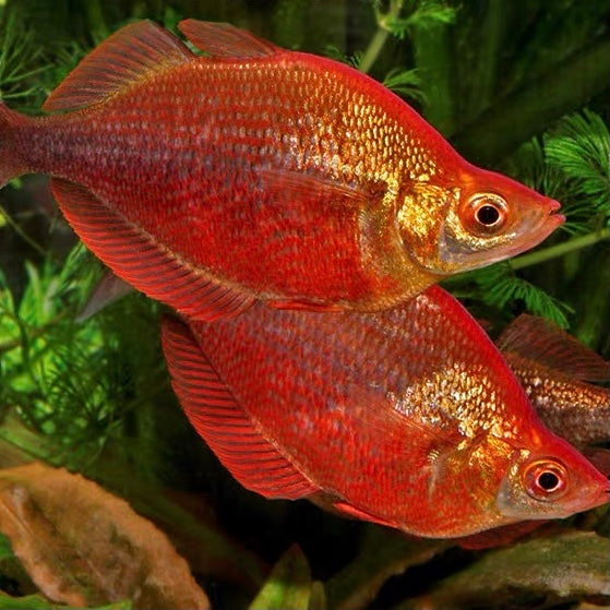 紅苹果美人 Red rainbowfish（ Glossolepis incisus ）