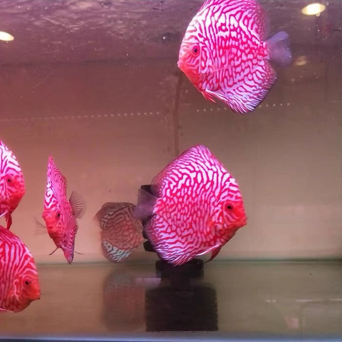 Pigeon Red Discus Angelfish (Symphysodon discus)