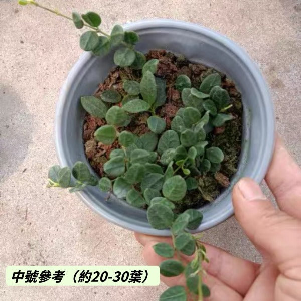 騰沖球蘭 / 毬蘭（Hoya tengchongensis ）