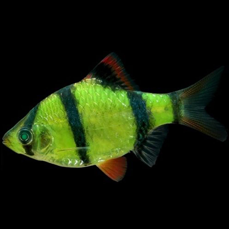 Fluorescent green tiger fish (Puntius tetrazona)